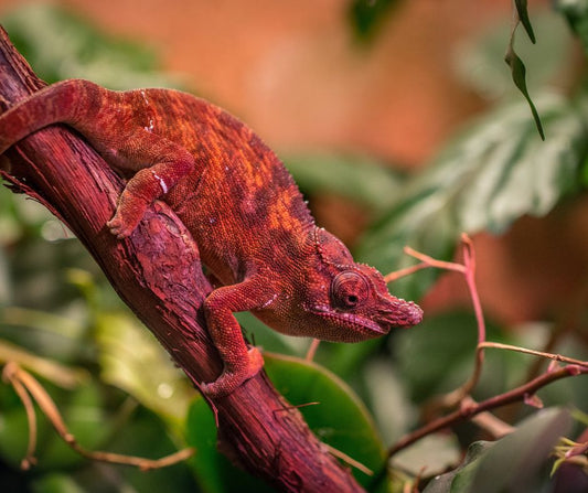Chameleon Energy