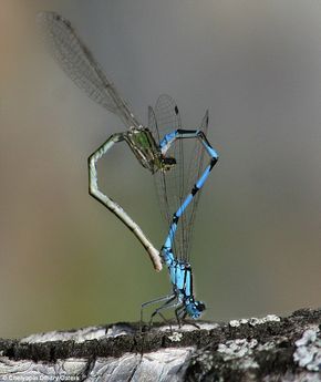 Dragonfly Energy