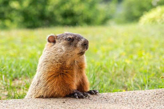 Groundhog Spotlight Energy