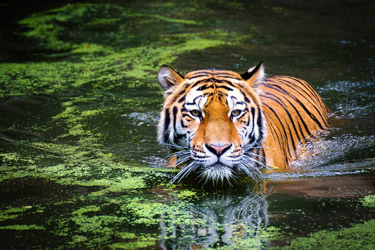 Tigers A lunar force