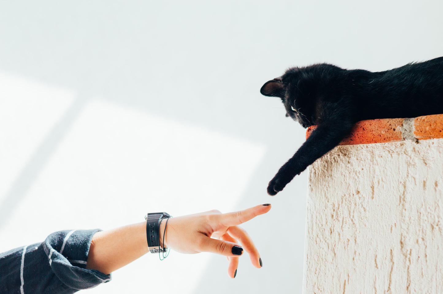 Pet Loss and Grief Mentor Session